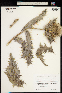 Image of Cirsium echinus