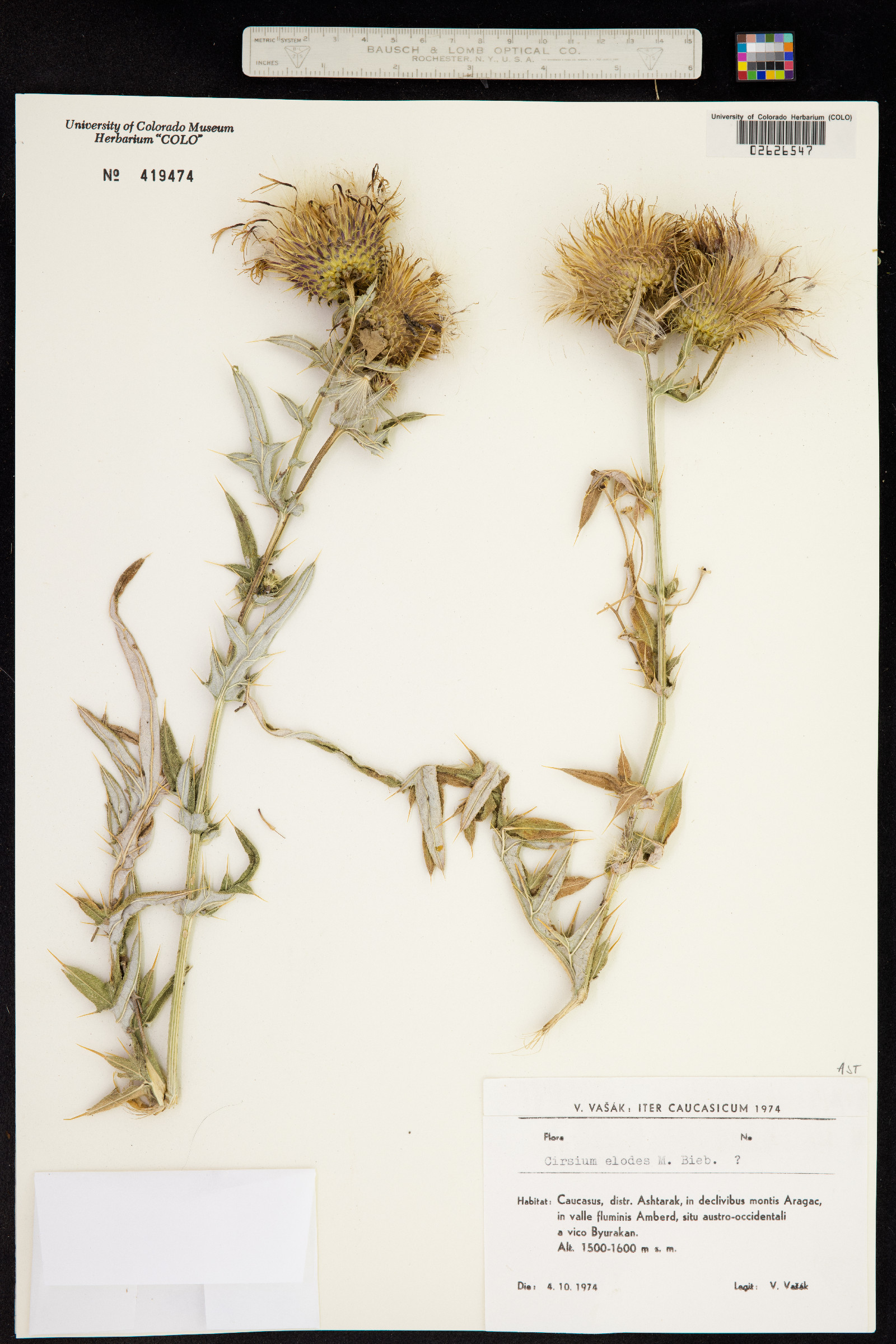 Cirsium alatum image