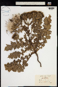 Image of Cirsium rhothophilum