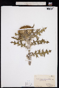 Cirsium spinosissimum image