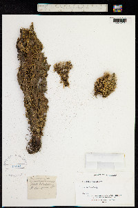 Cirsium spinosissimum image
