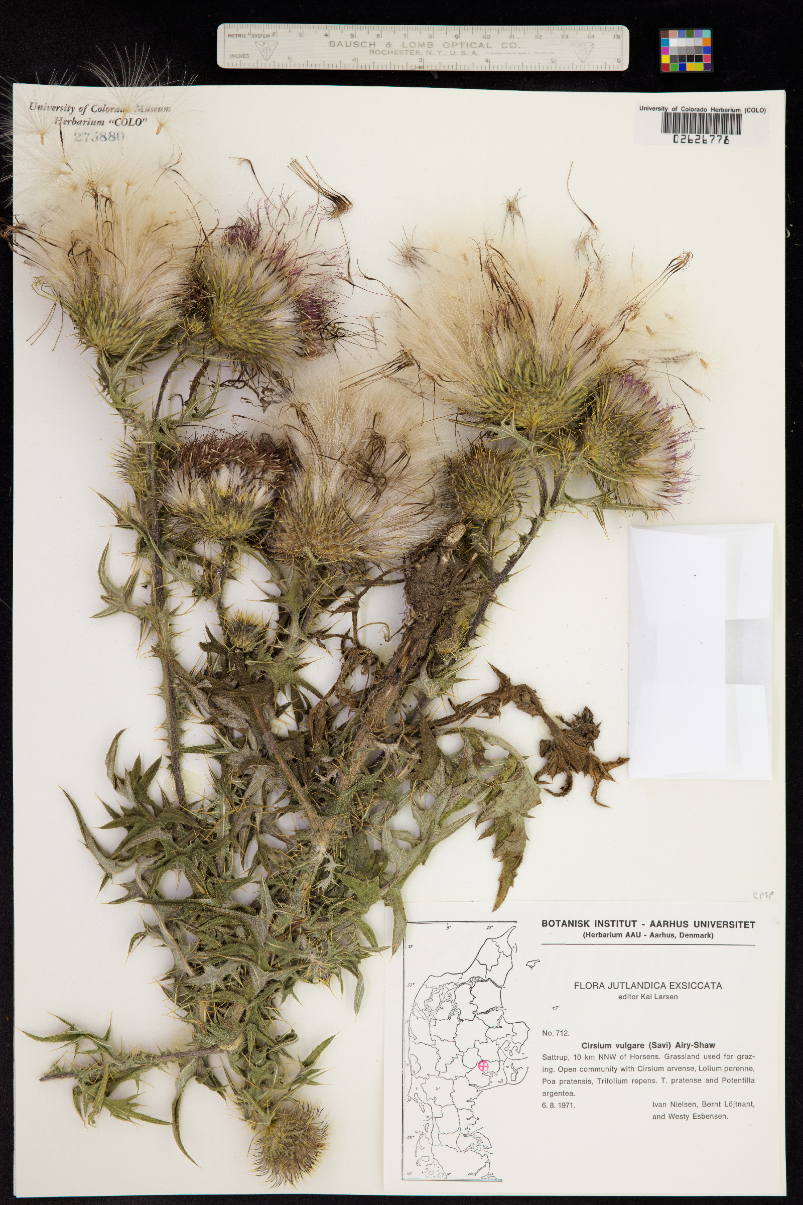 Cirsium vulgare image