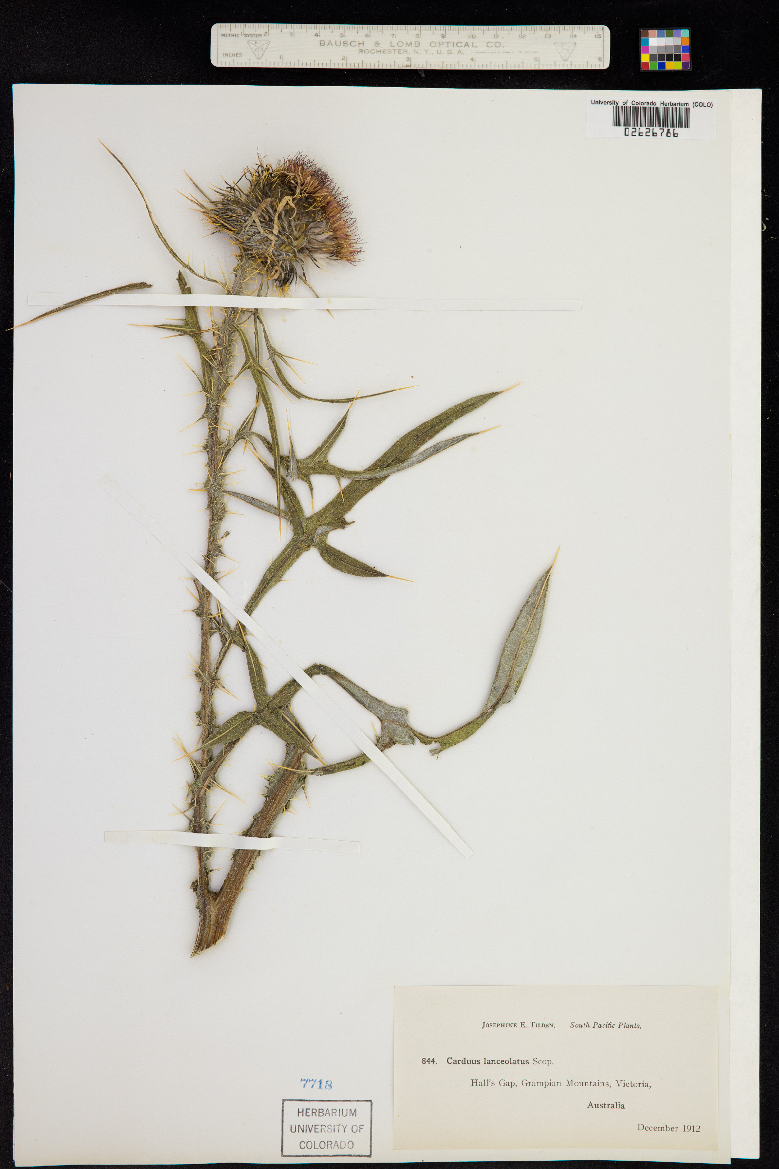 Cirsium vulgare image