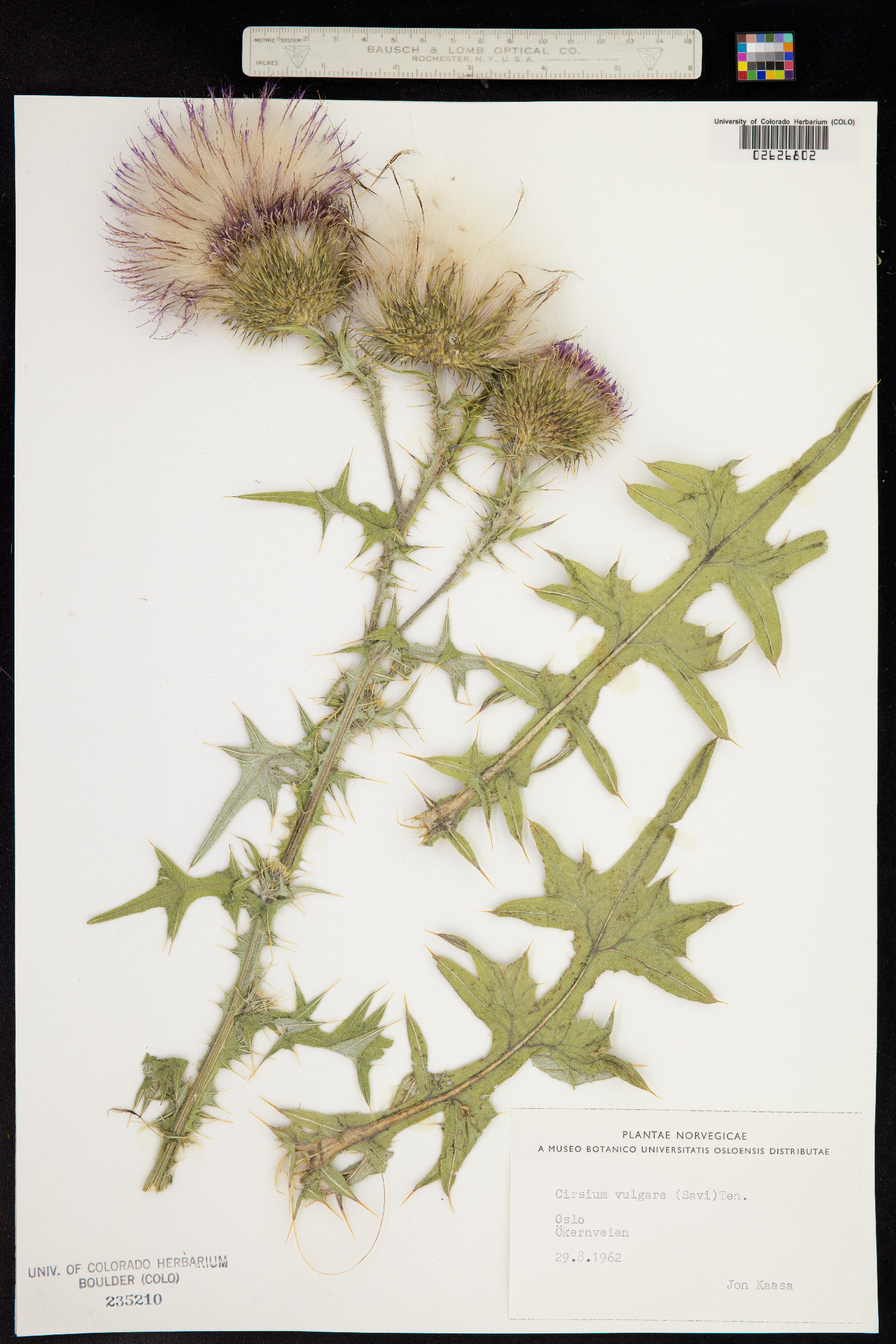 Cirsium vulgare image