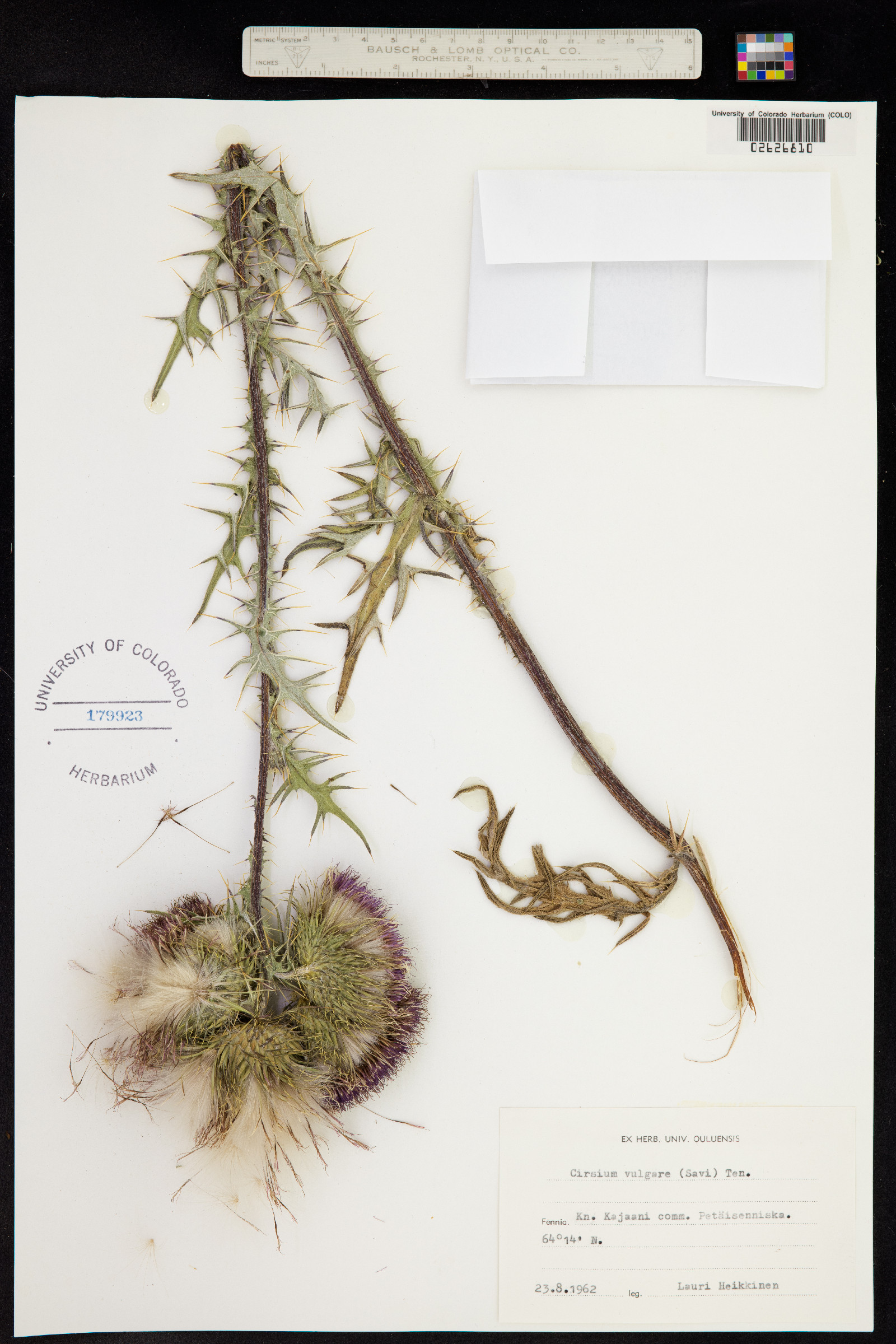 Cirsium vulgare image