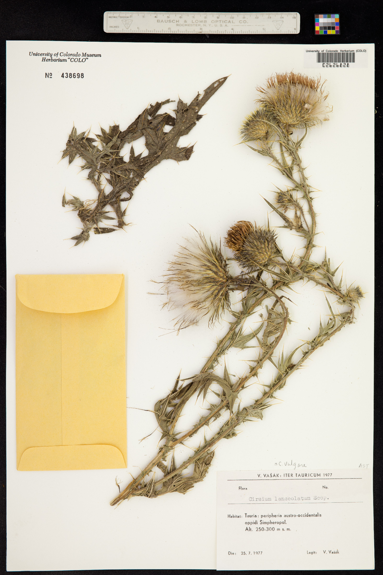 Cirsium vulgare image