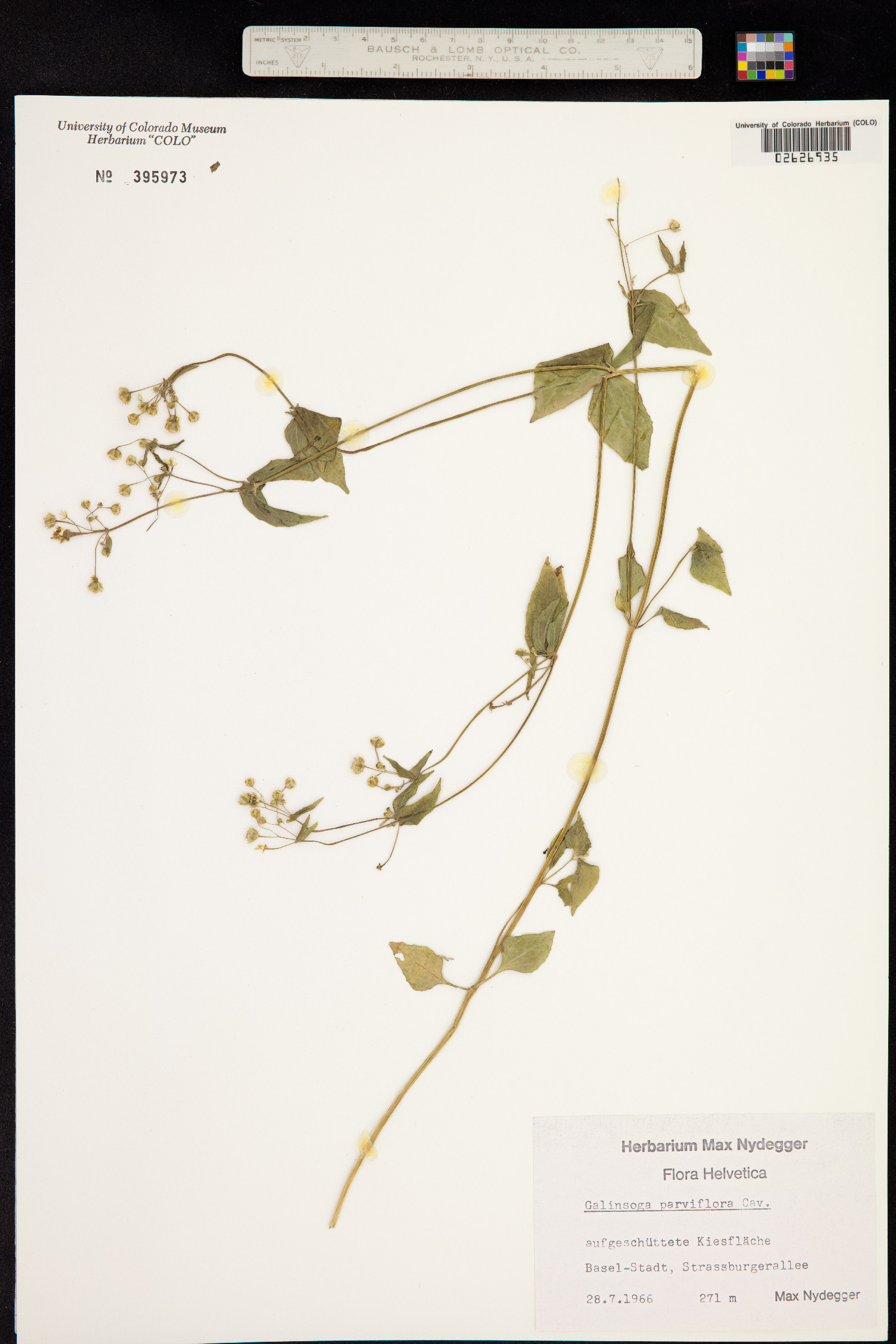Galinsoga parviflora image