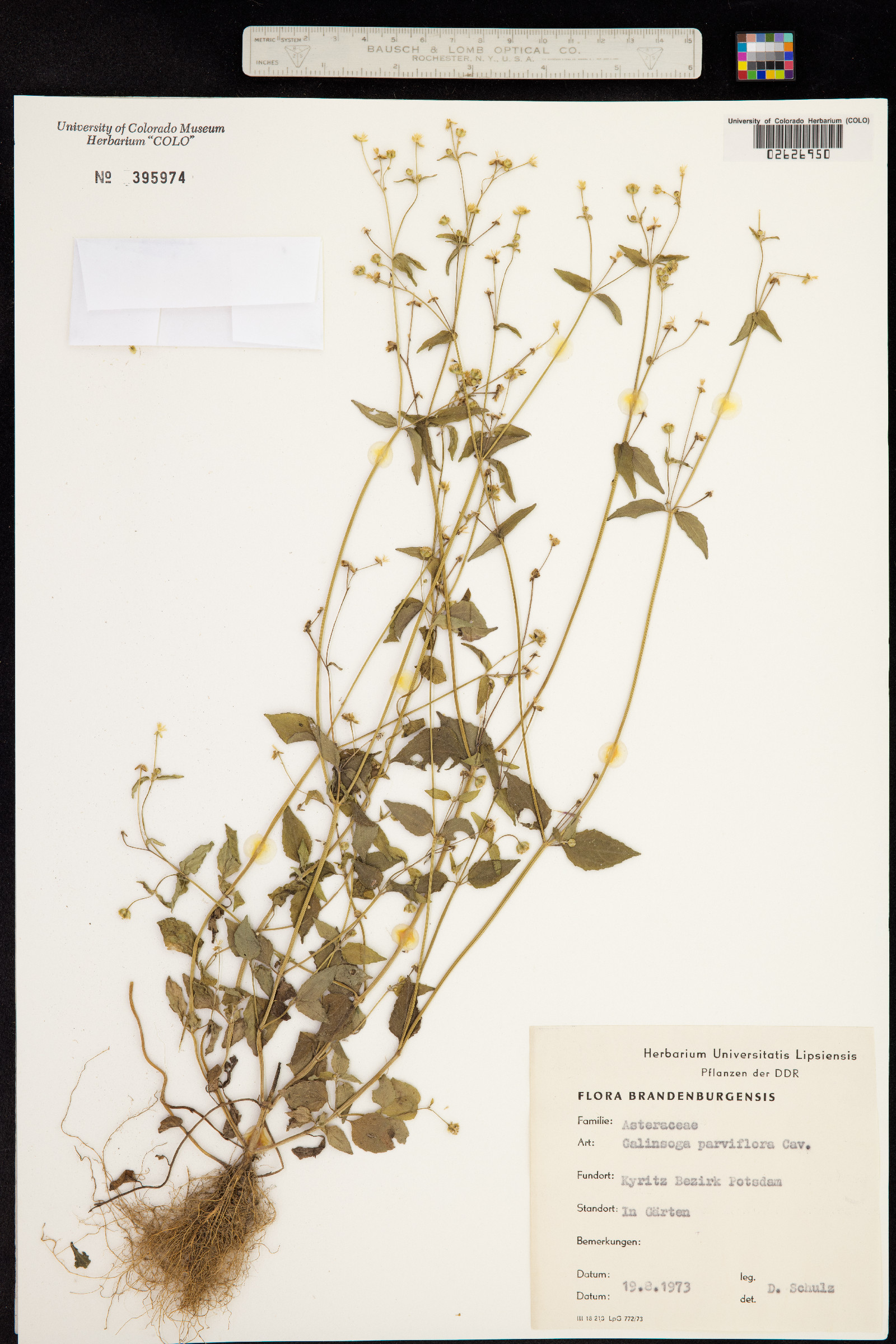 Galinsoga parviflora image