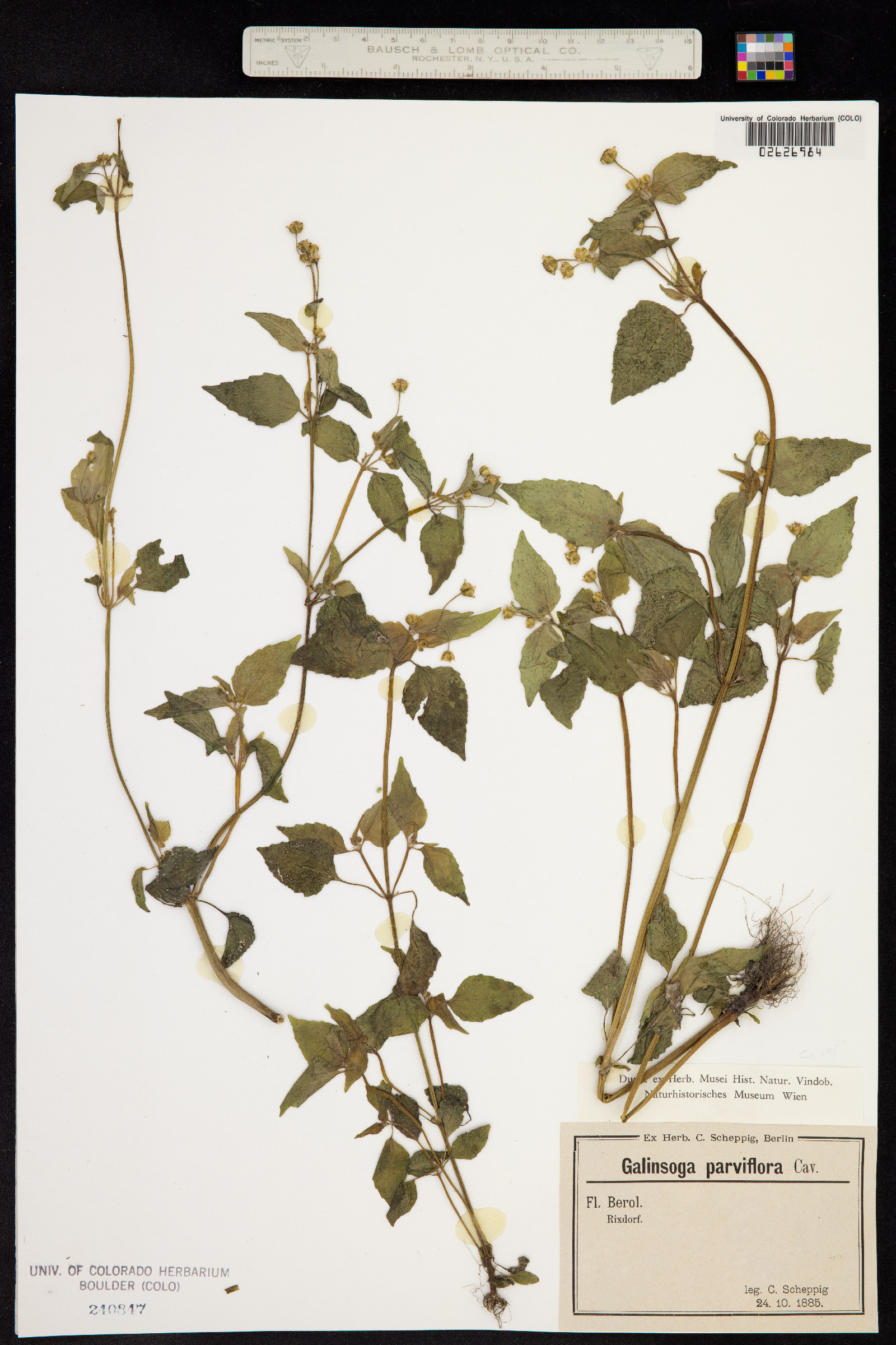 Galinsoga parviflora image