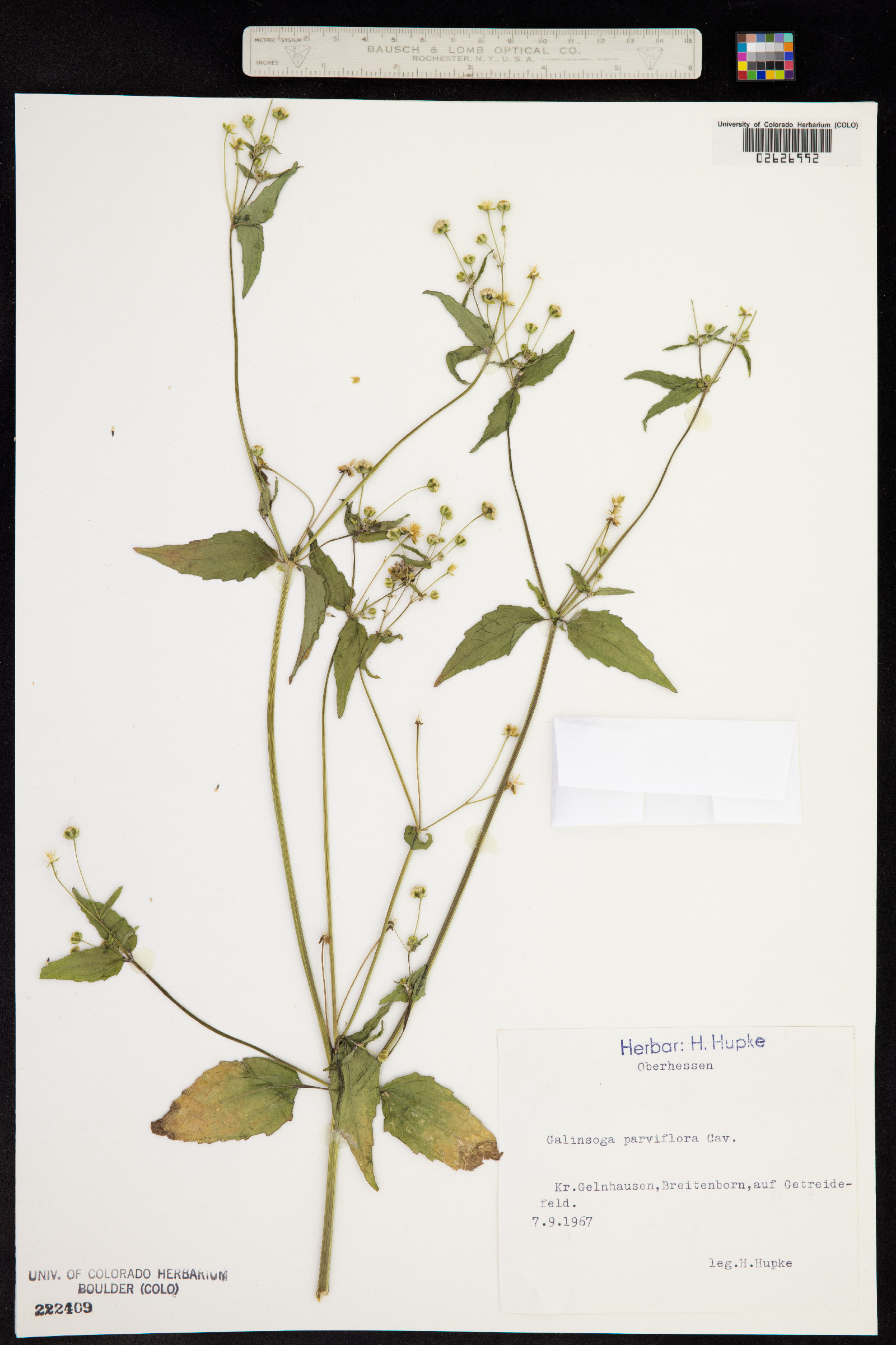 Galinsoga parviflora image