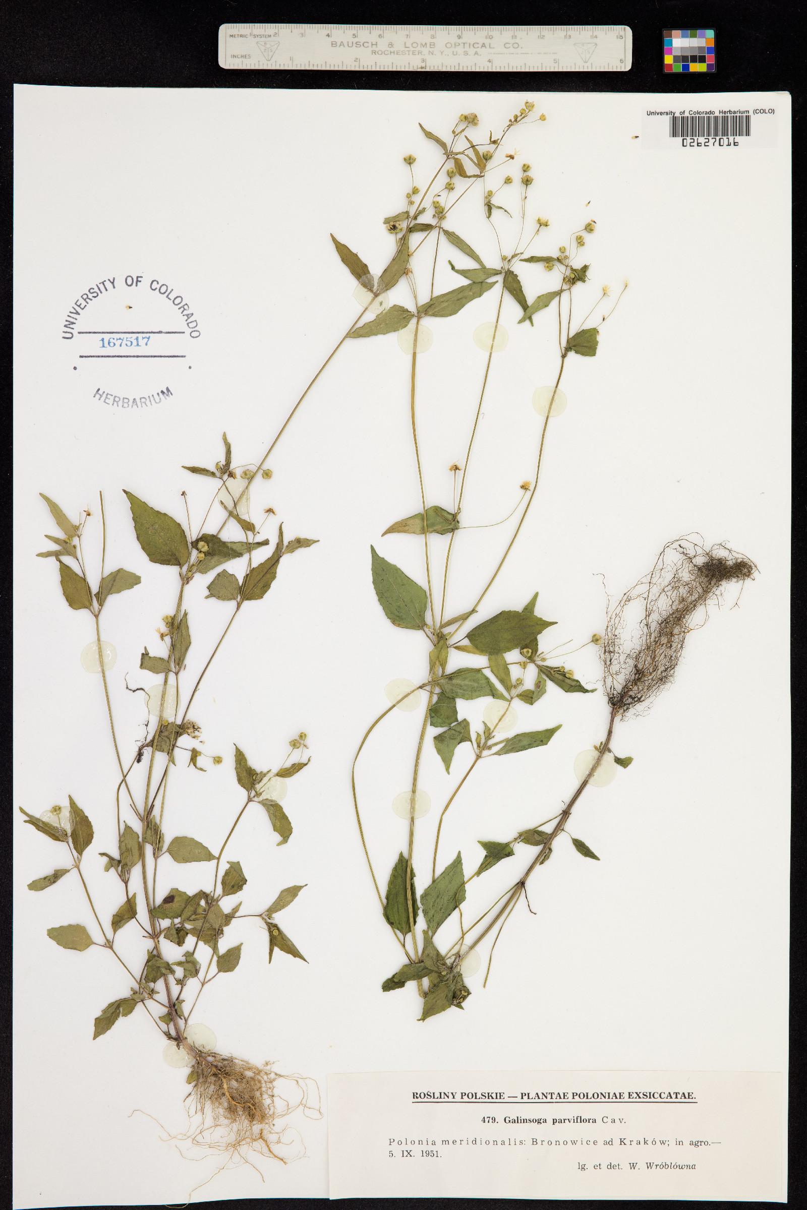 Galinsoga parviflora image