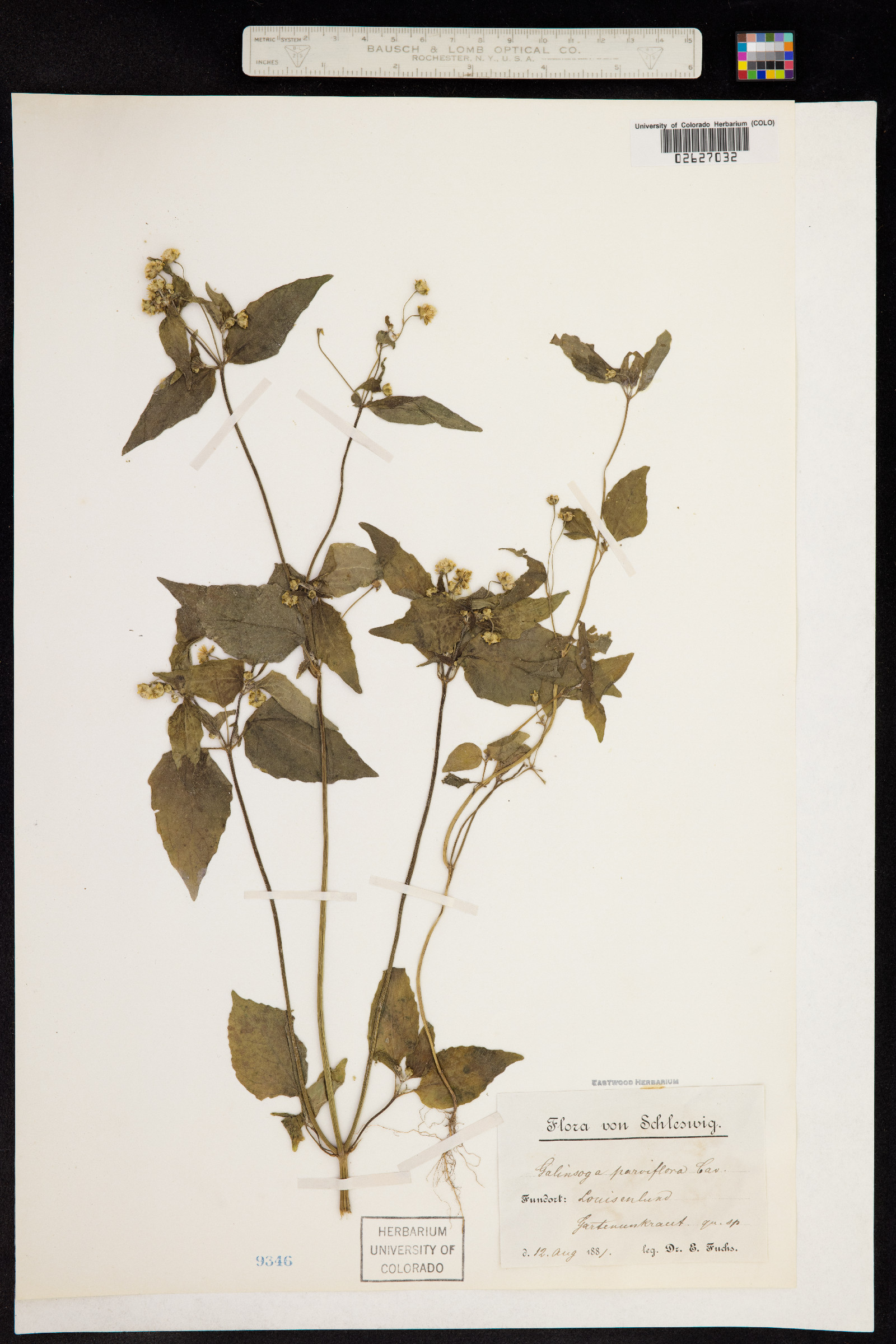 Galinsoga parviflora image