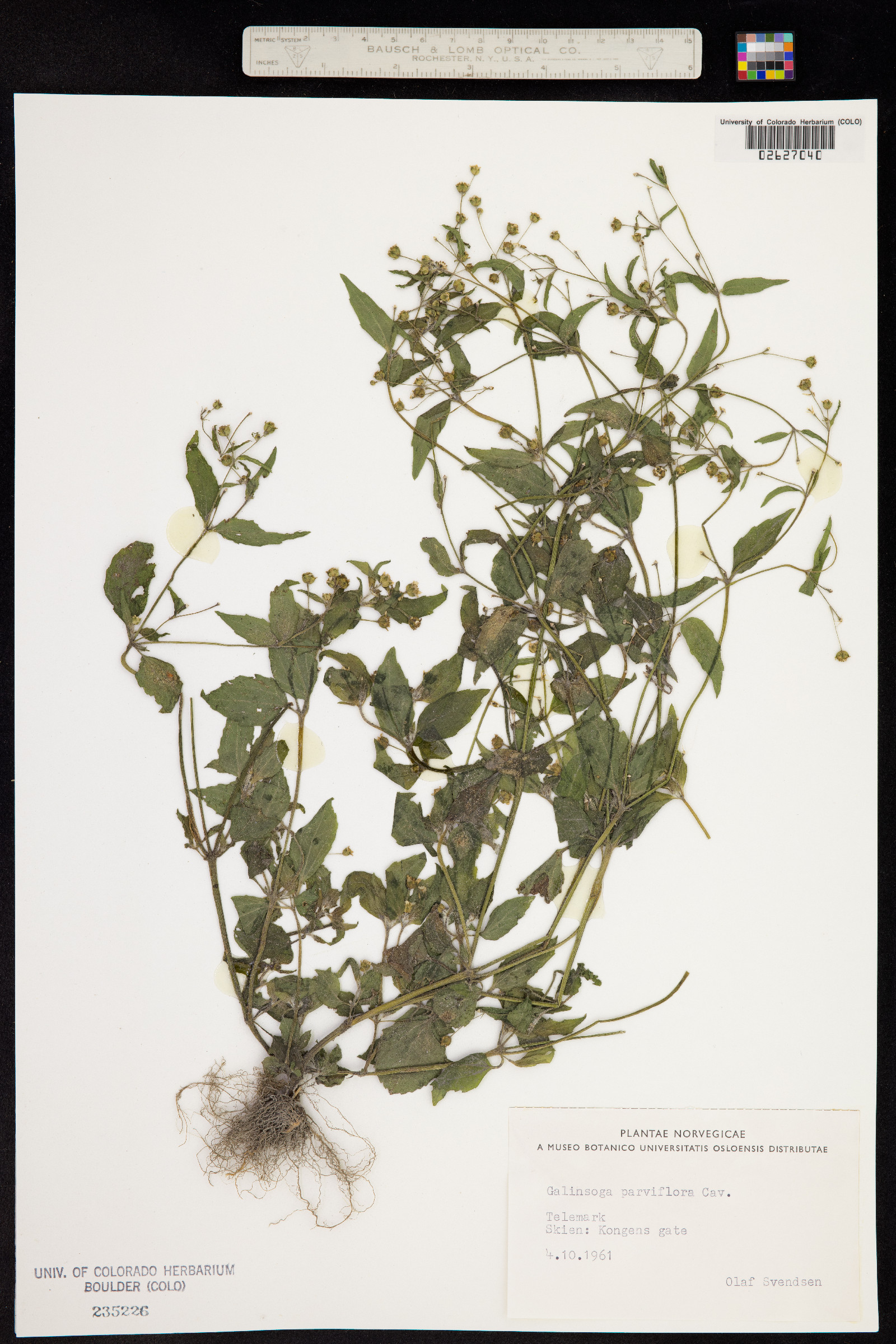 Galinsoga parviflora image