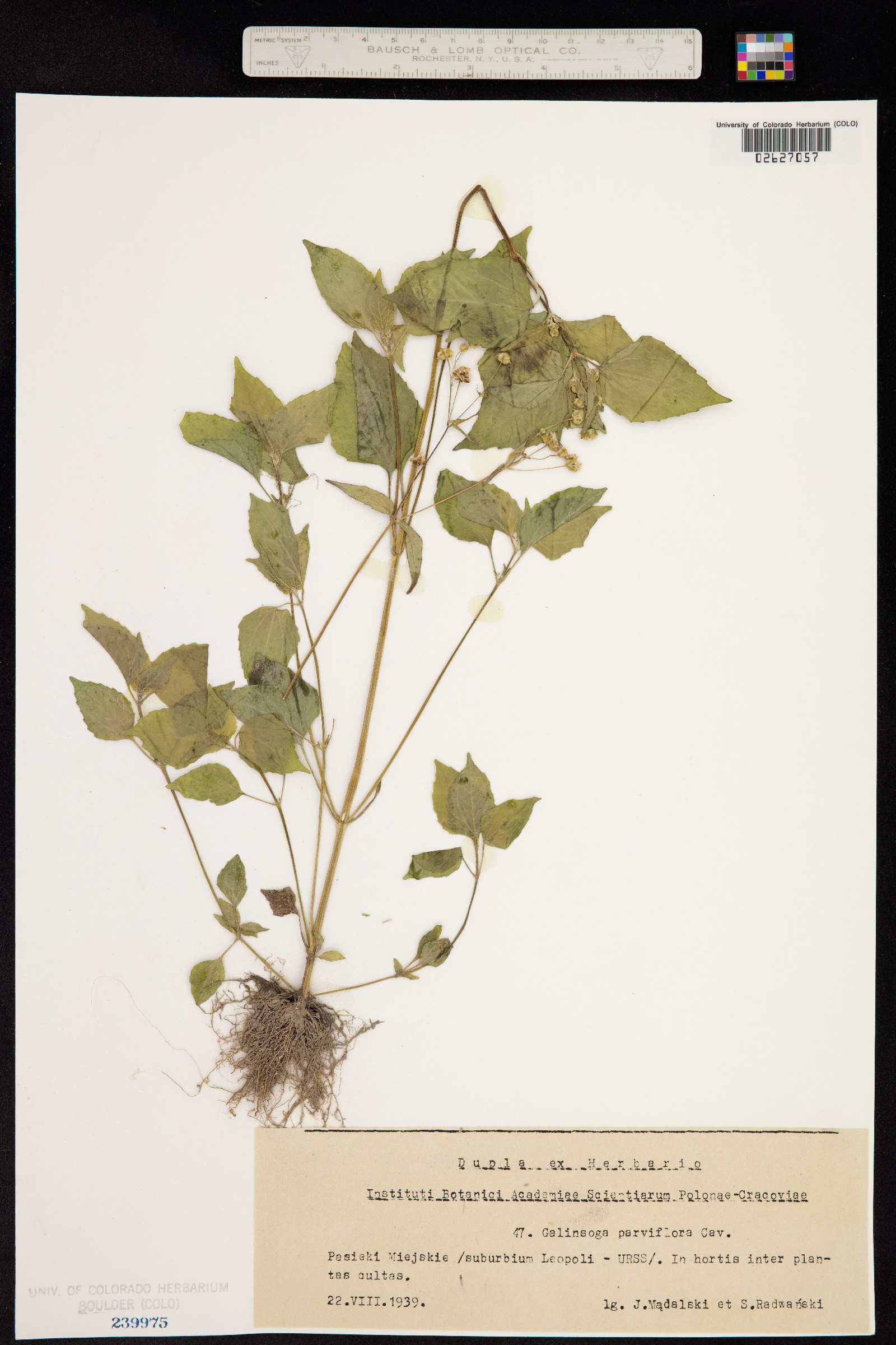 Galinsoga parviflora image