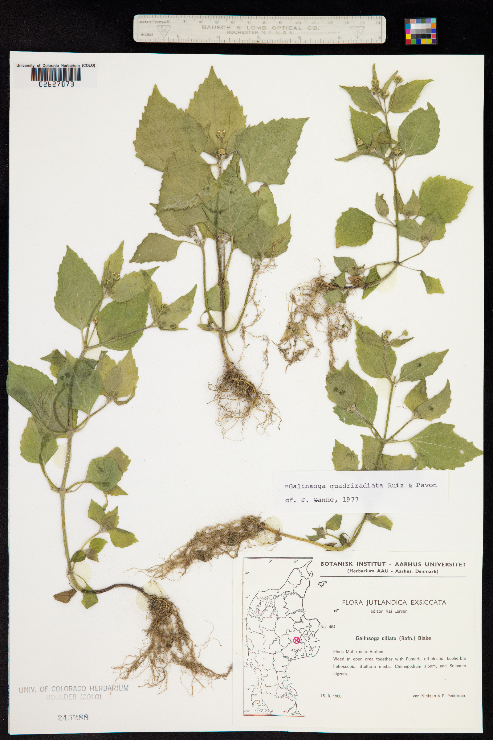 Galinsoga quadriradiata image