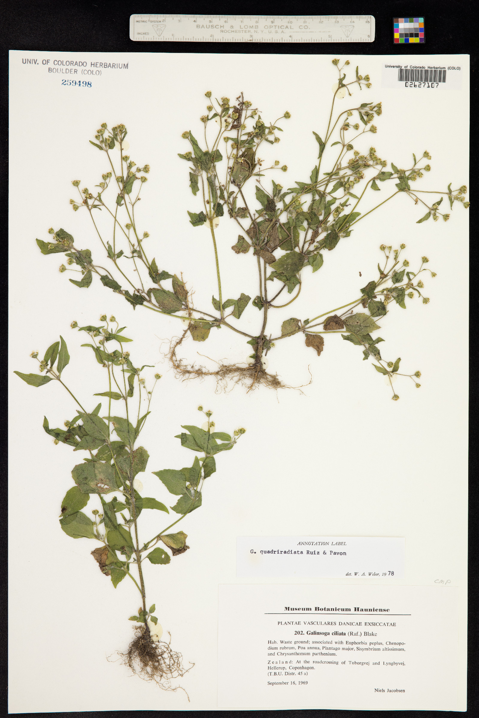 Galinsoga quadriradiata image