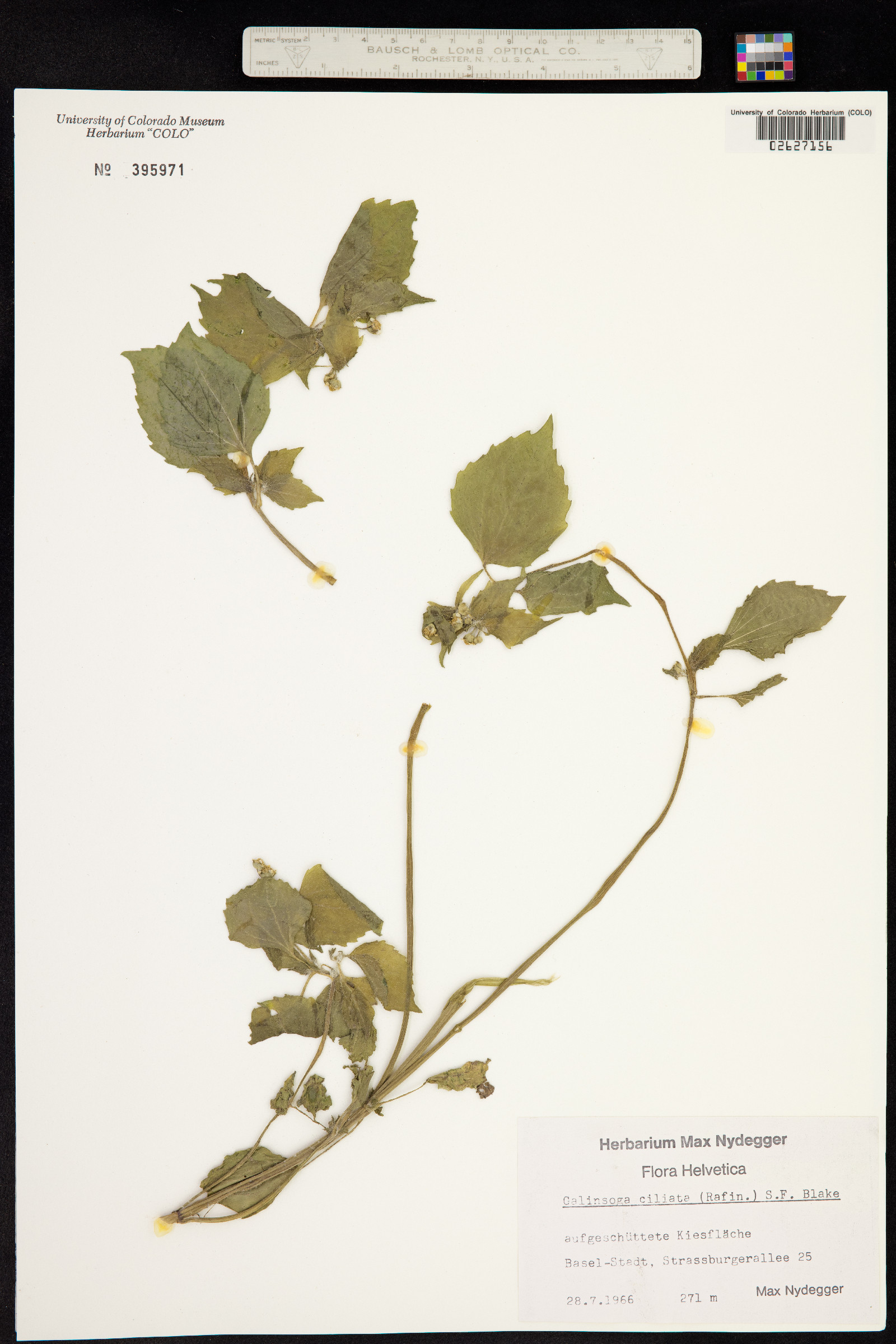Galinsoga image