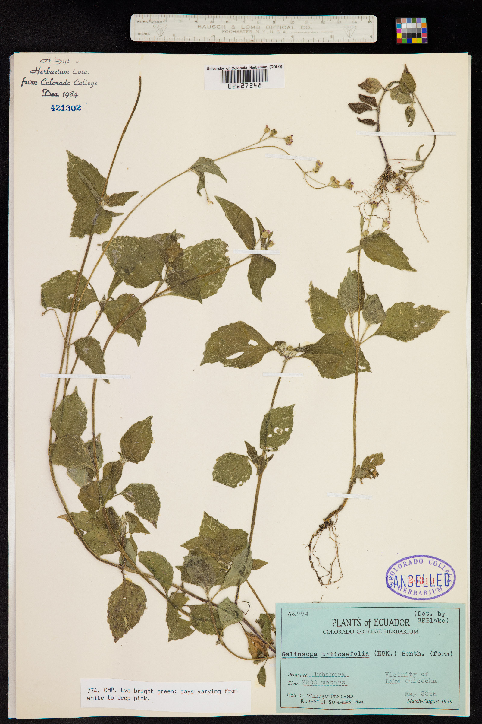 Galinsoga urticifolia image