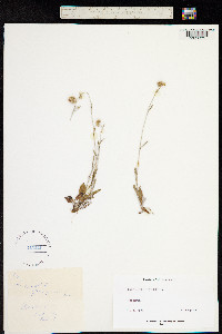 Gnaphalium purpureum image