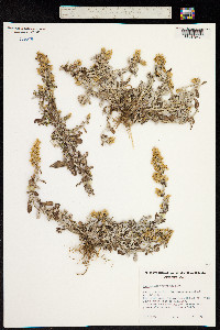 Gnaphalium purpureum image