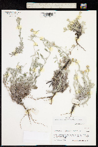 Image of Gamochaeta stachydifolia
