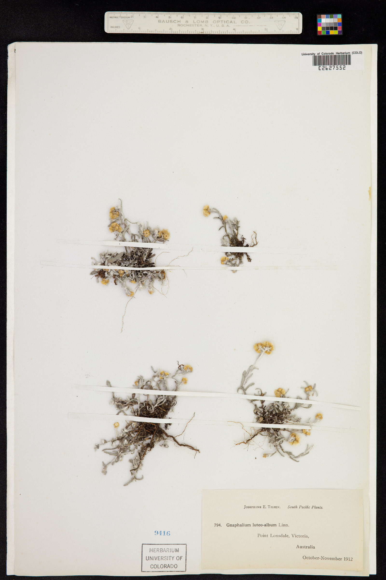 Pseudognaphalium luteoalbum image