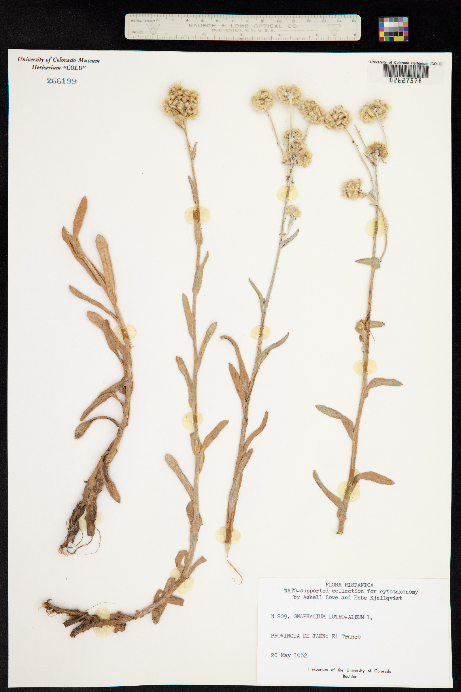 Pseudognaphalium luteoalbum image