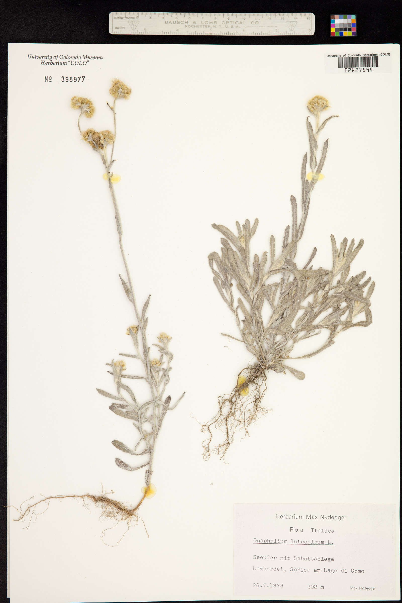 Pseudognaphalium luteoalbum image