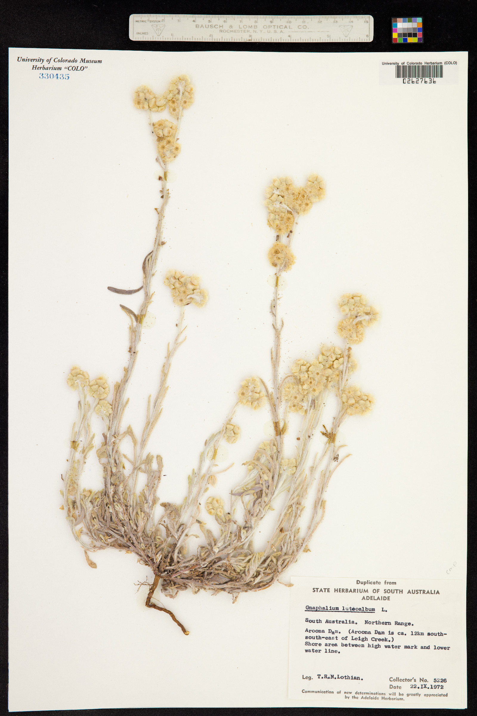 Pseudognaphalium luteoalbum image