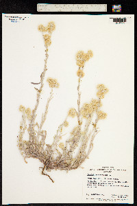Image of Pseudognaphalium luteoalbum