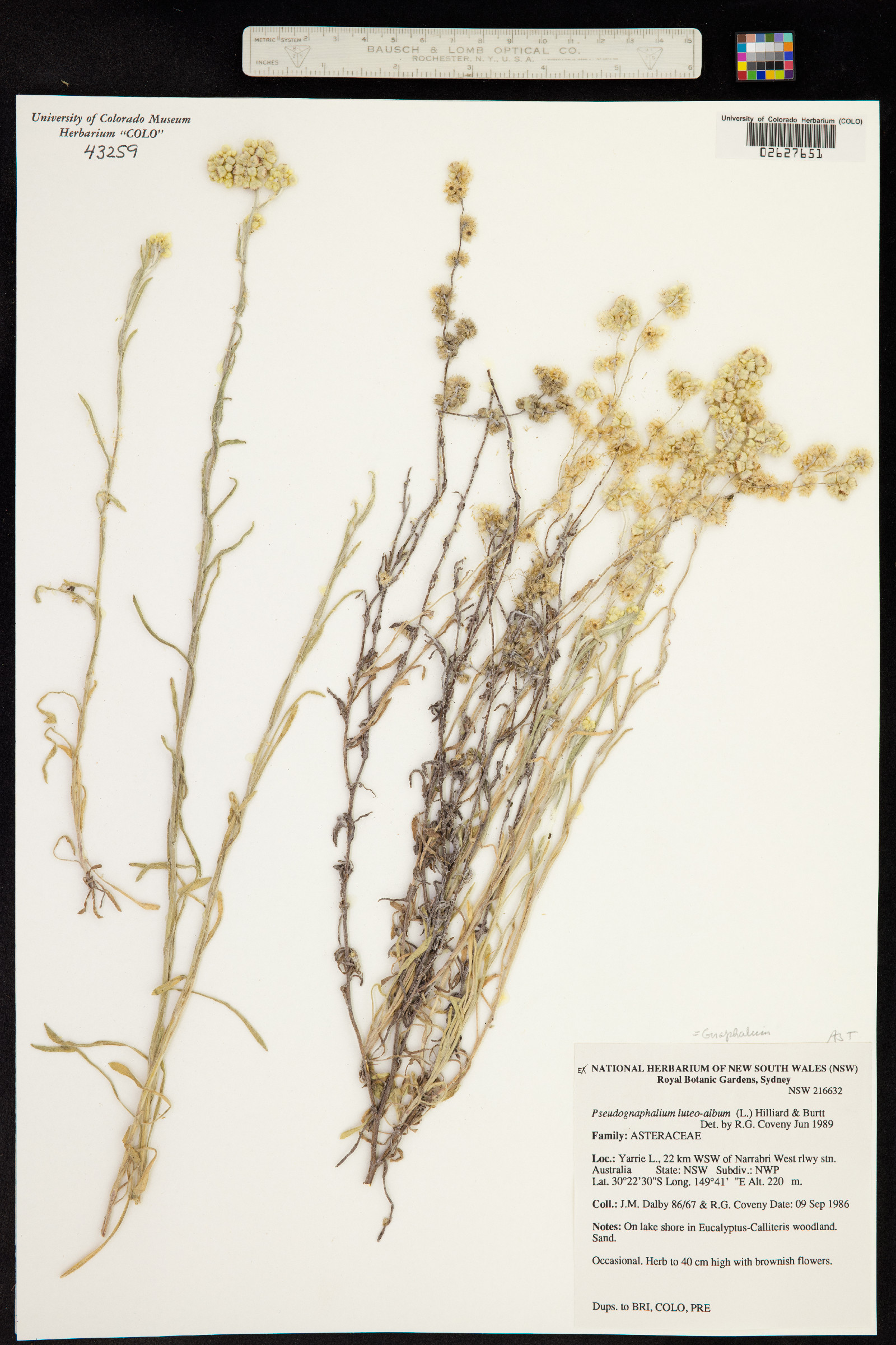 Pseudognaphalium luteoalbum image