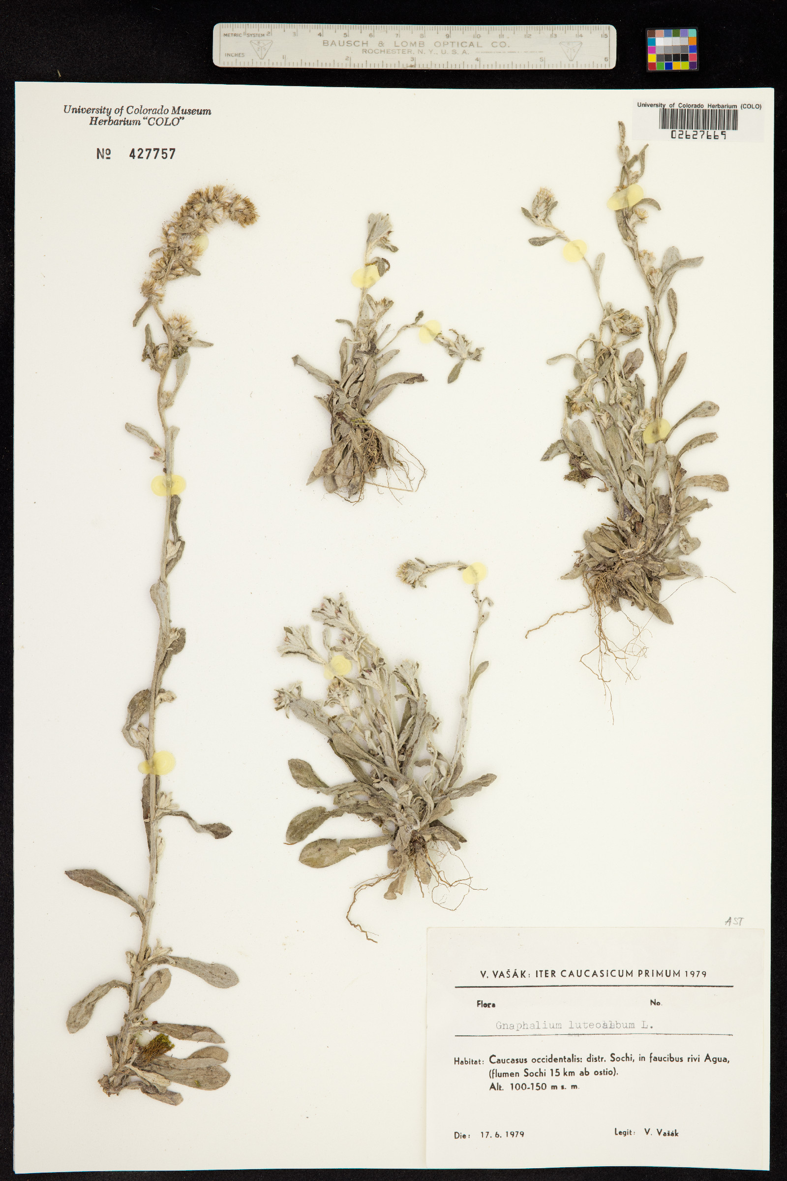 Pseudognaphalium luteoalbum image