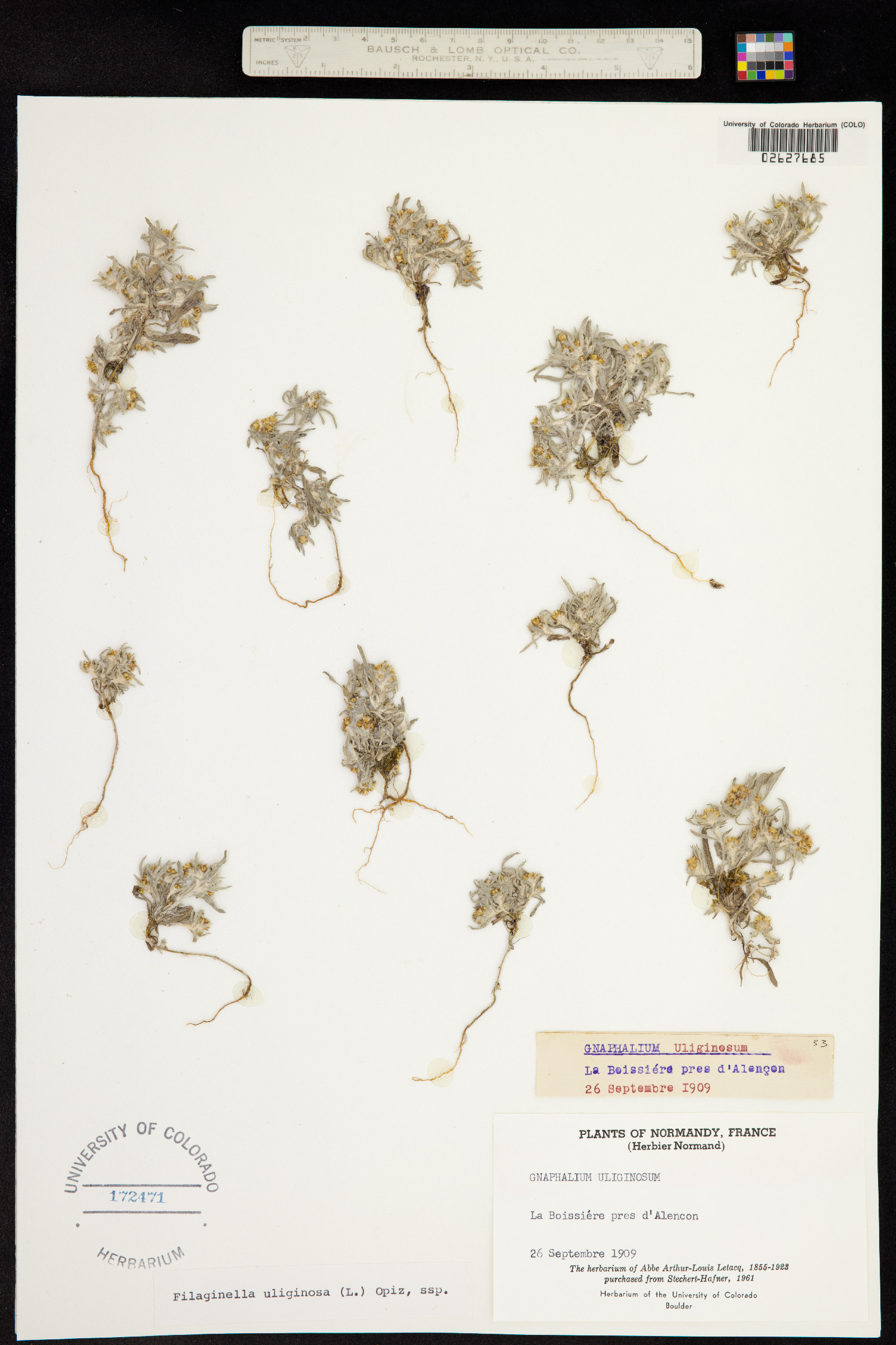 Gnaphalium uliginosum image