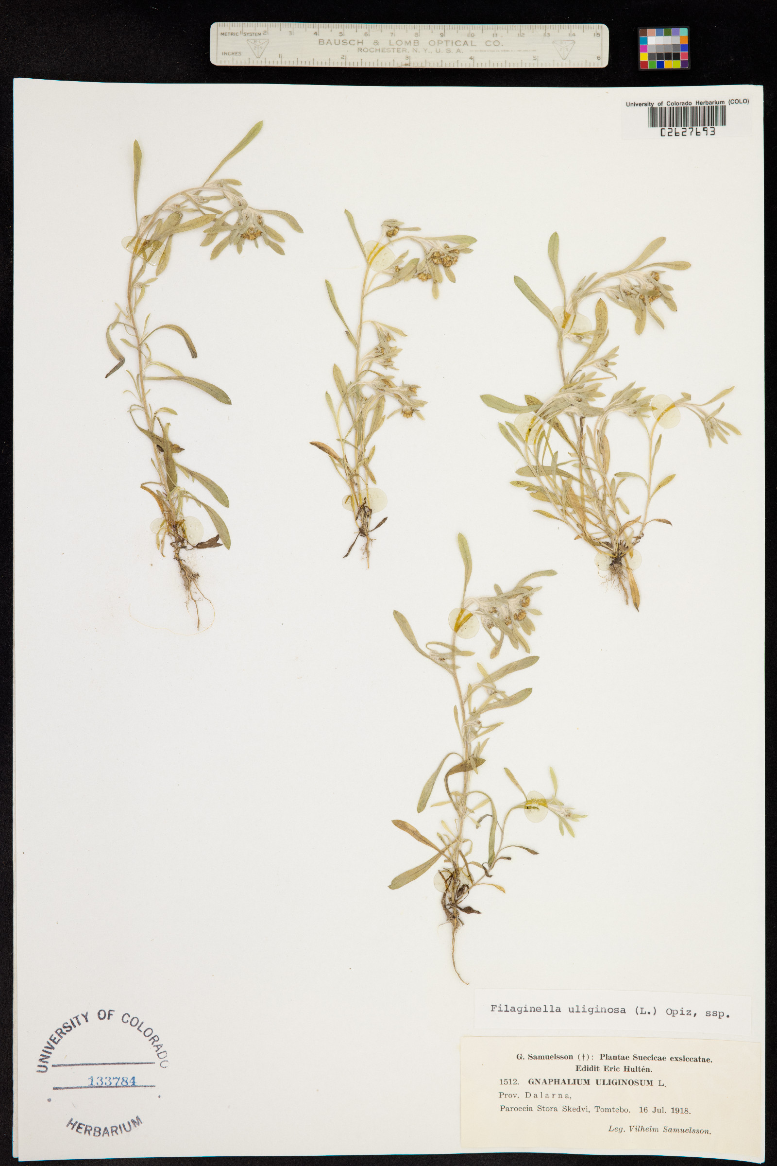 Gnaphalium uliginosum image