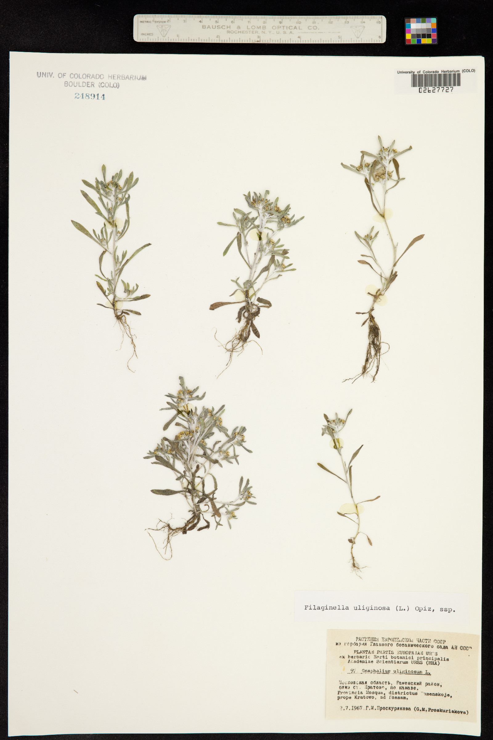 Gnaphalium uliginosum image