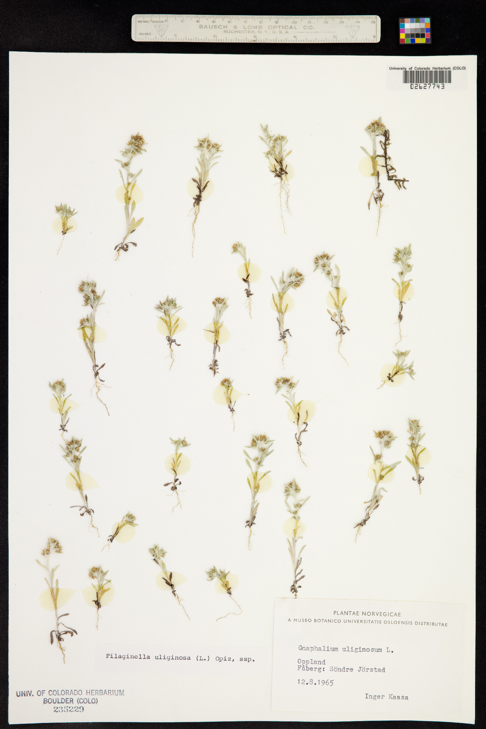Gnaphalium image