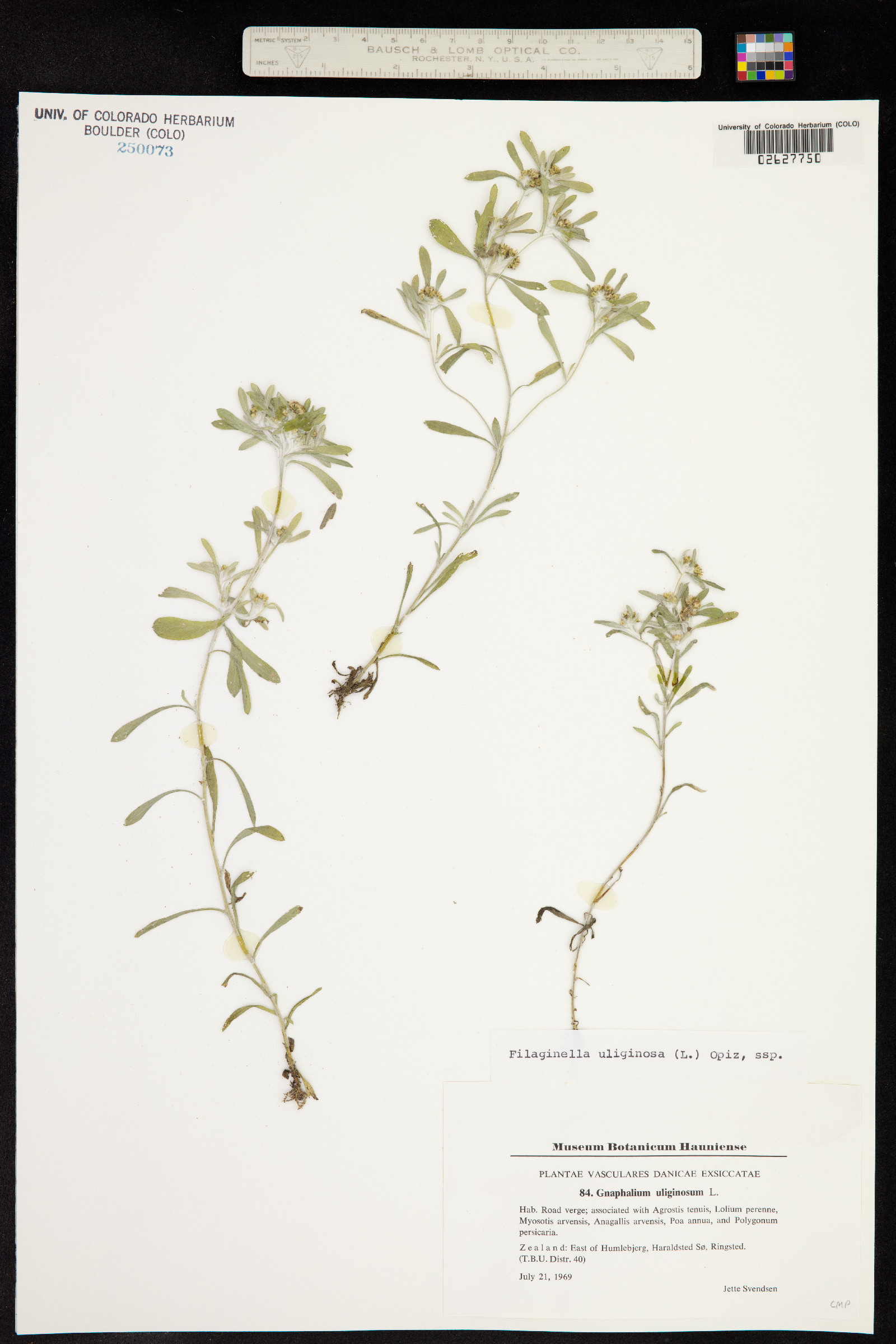 Gnaphalium uliginosum image