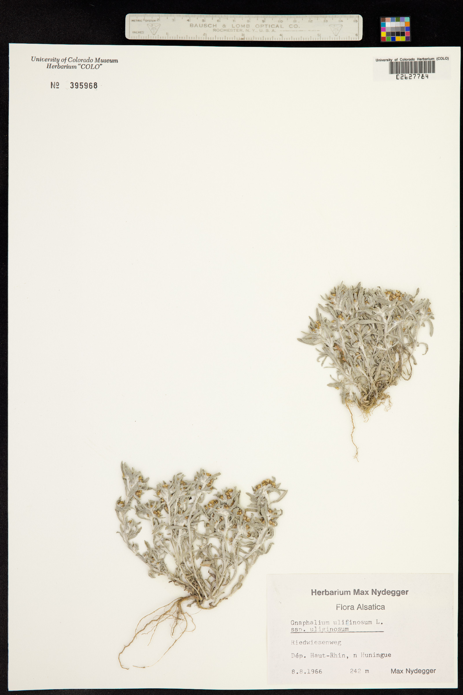 Gnaphalium uliginosum image