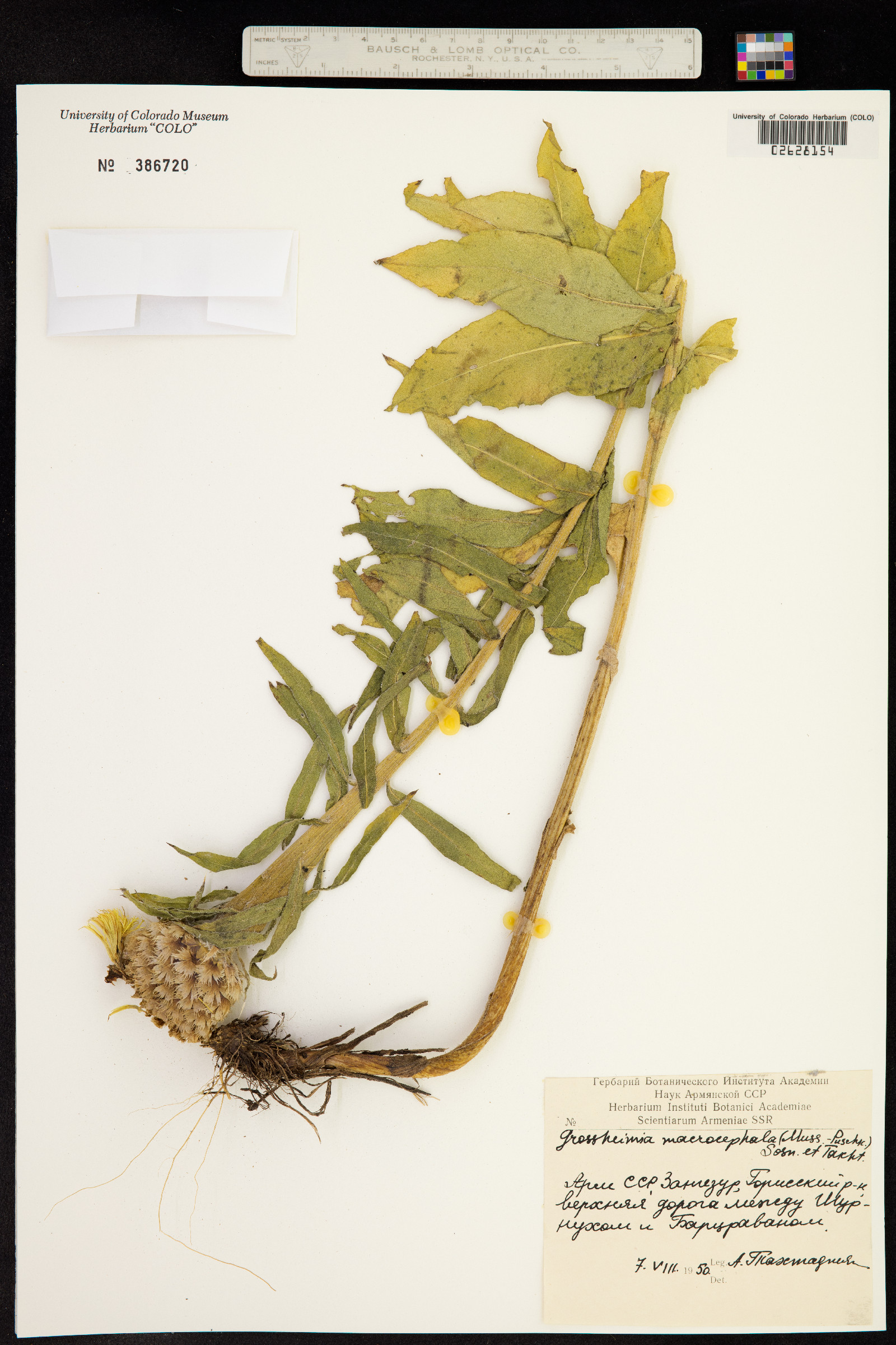 Grossheimia image