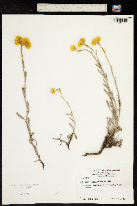 Chrysocephalum apiculatum subsp. apiculatum image