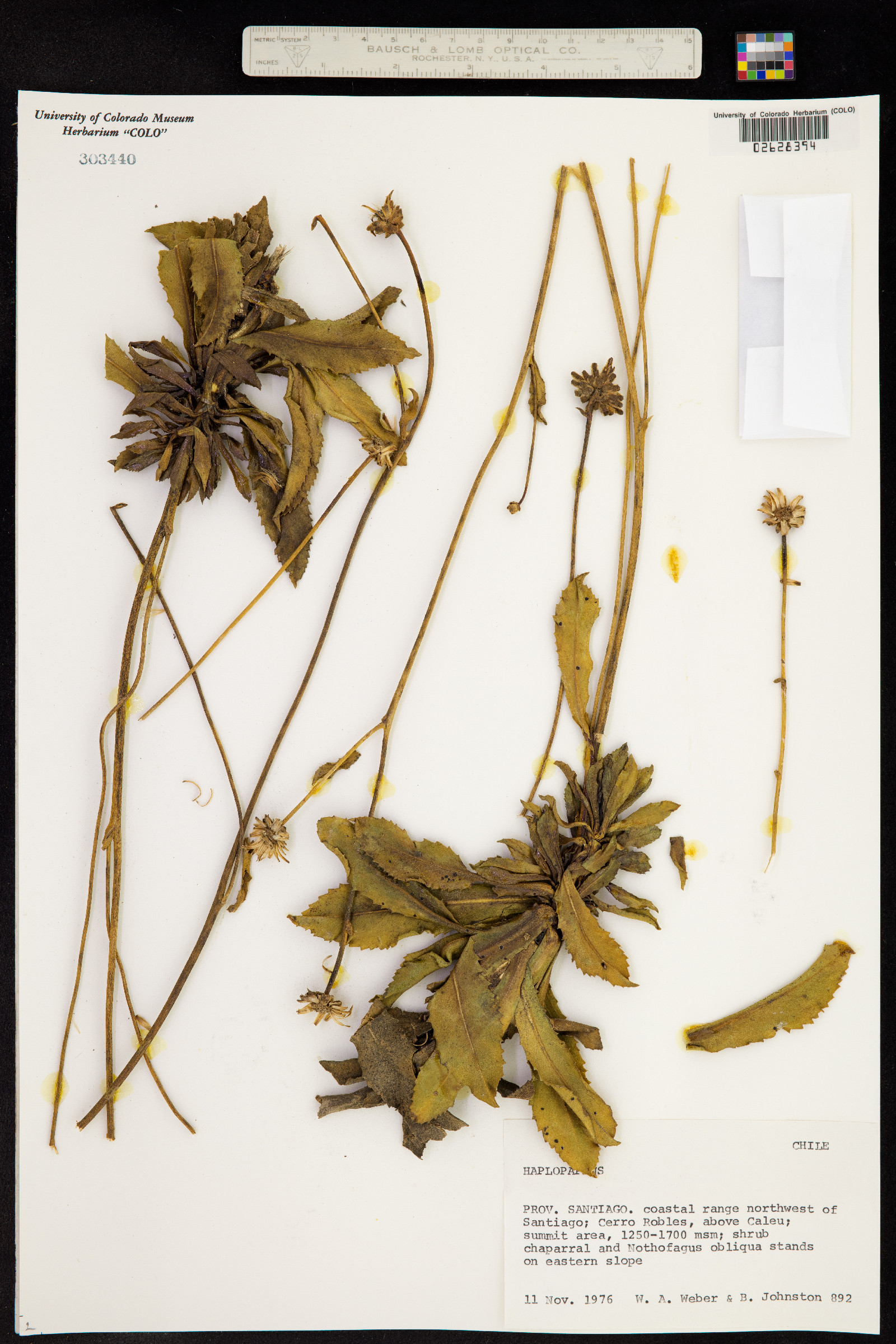 Haplopappus image