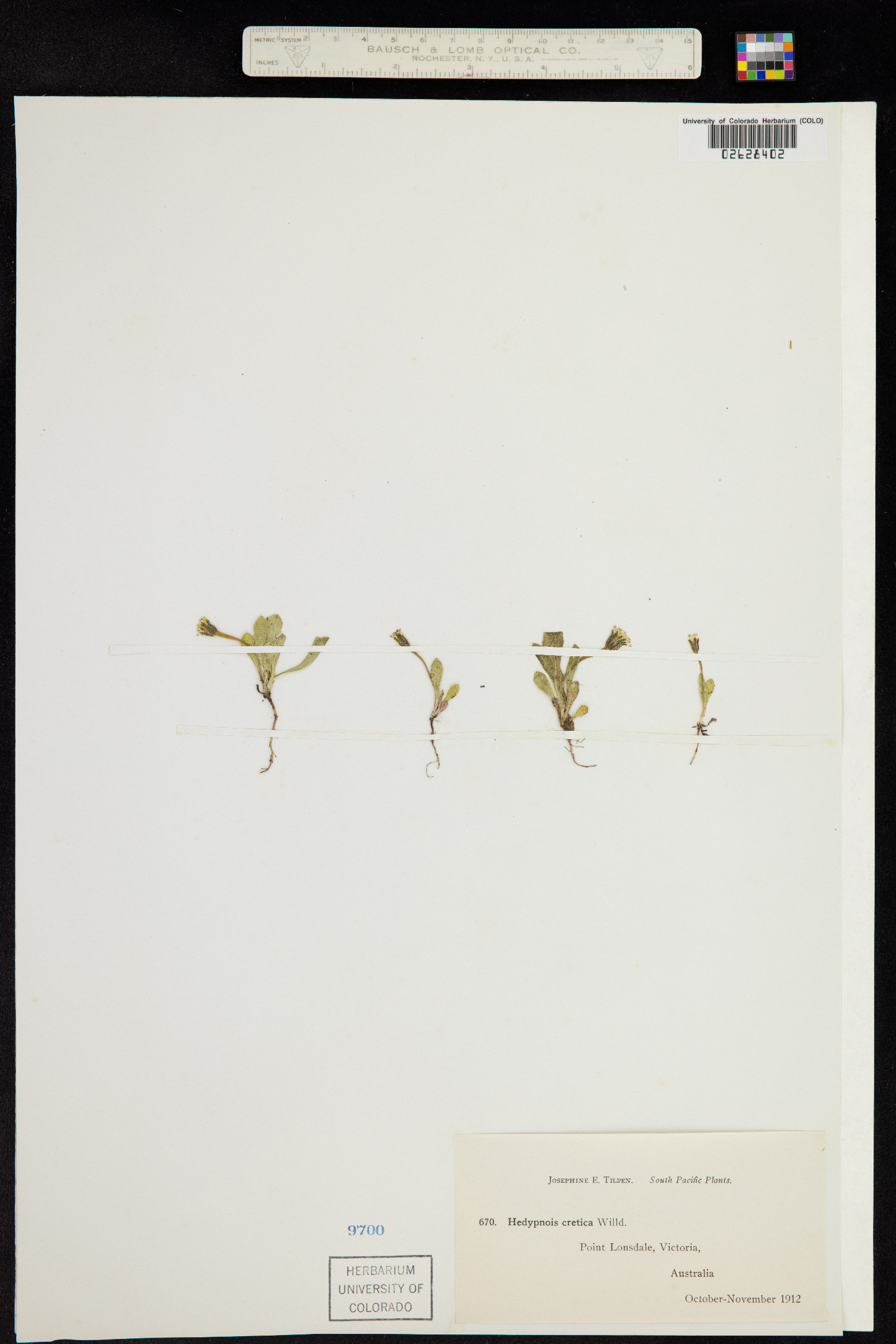 Hedypnois image