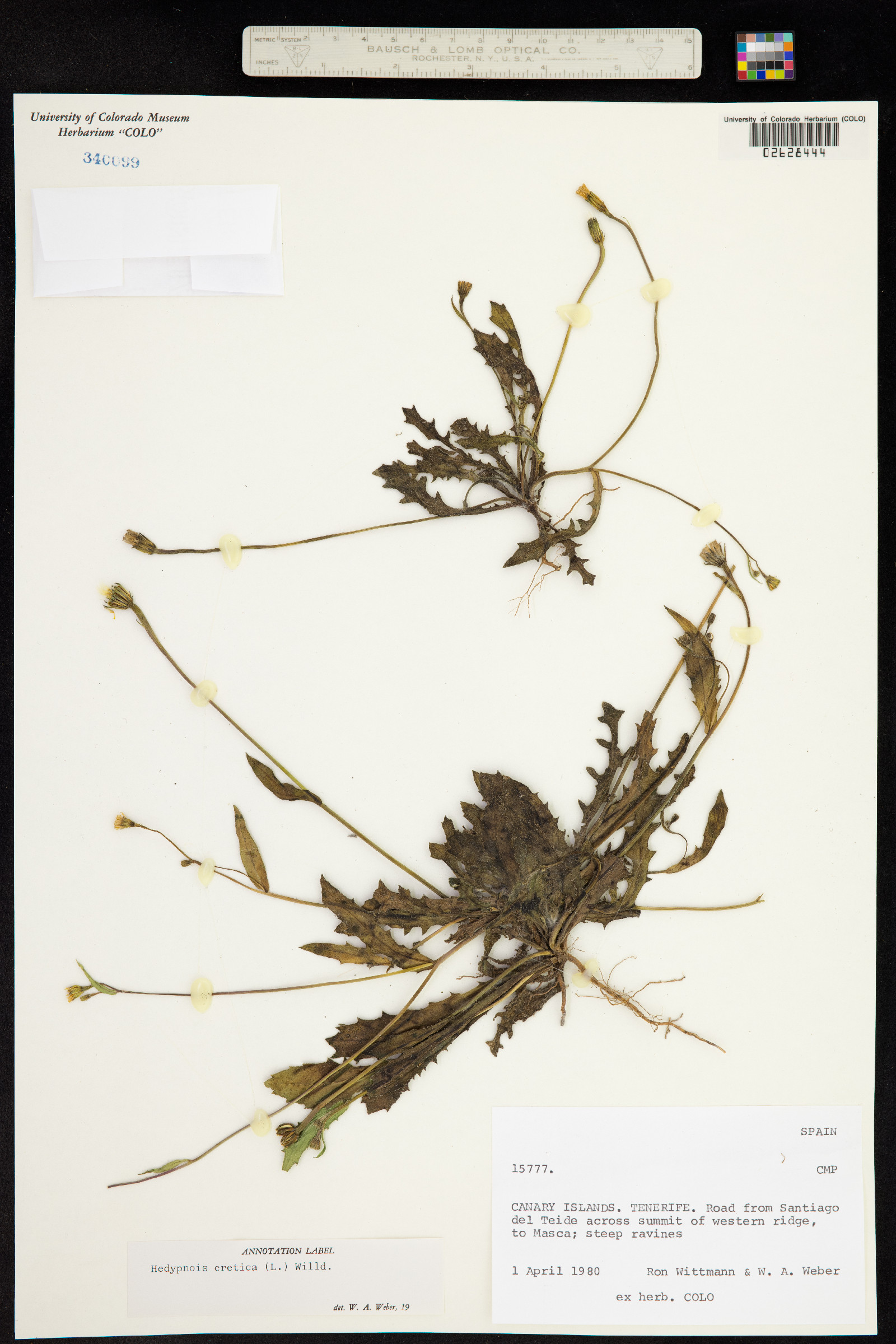 Hedypnois cretica image