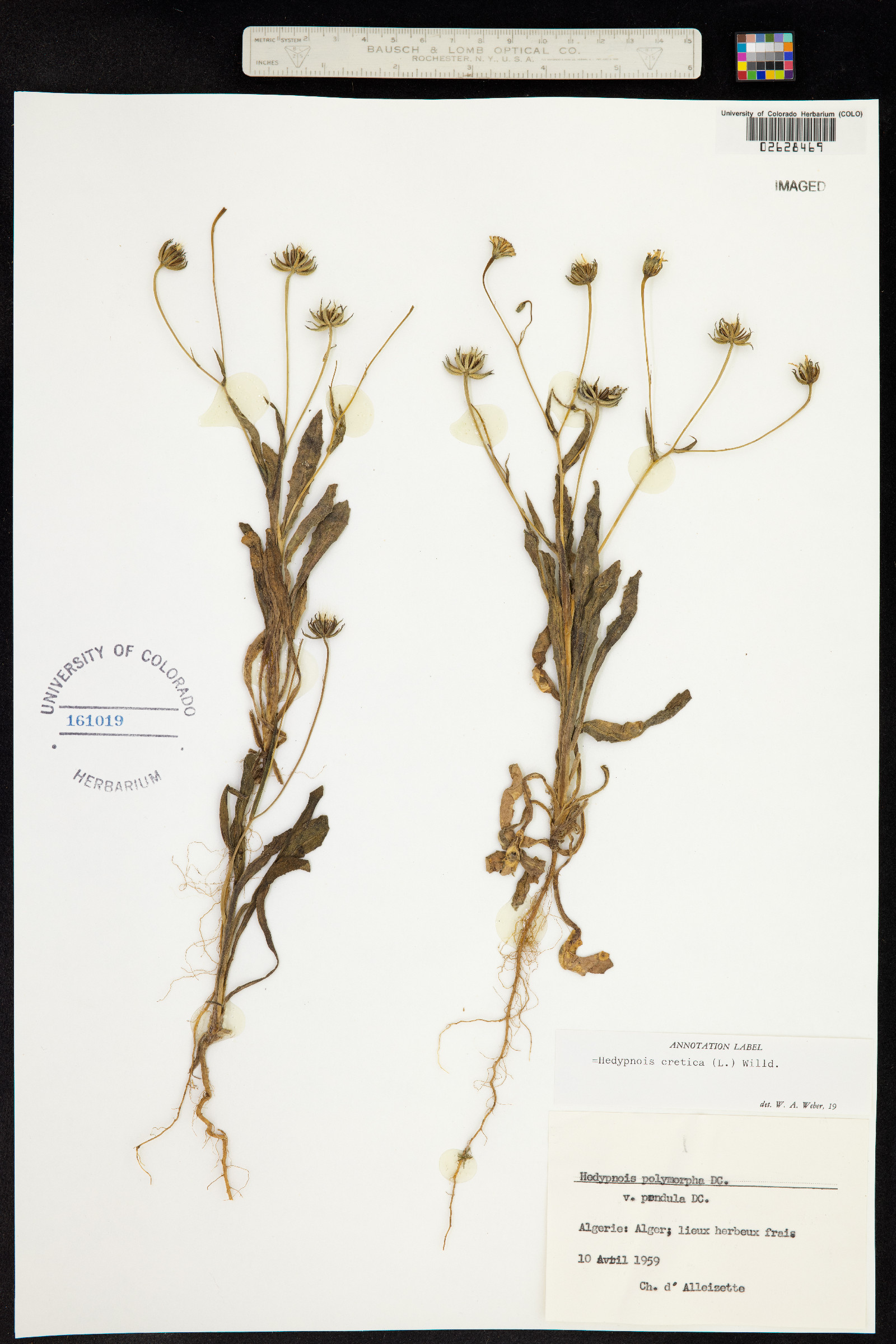 Hedypnois cretica image