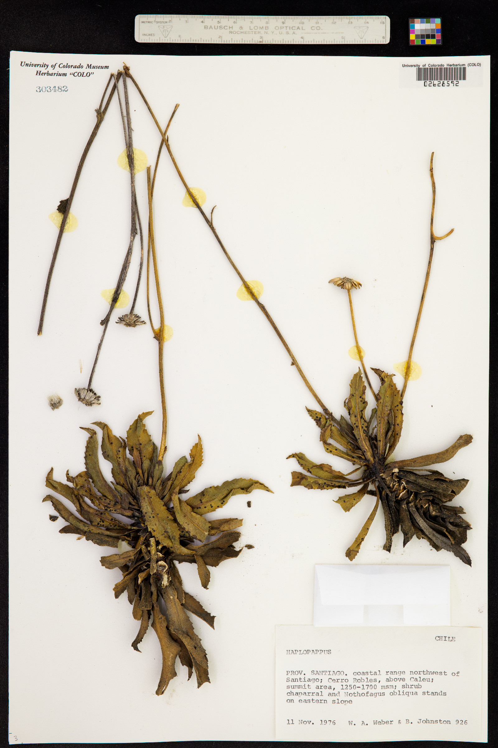 Haplopappus validus image