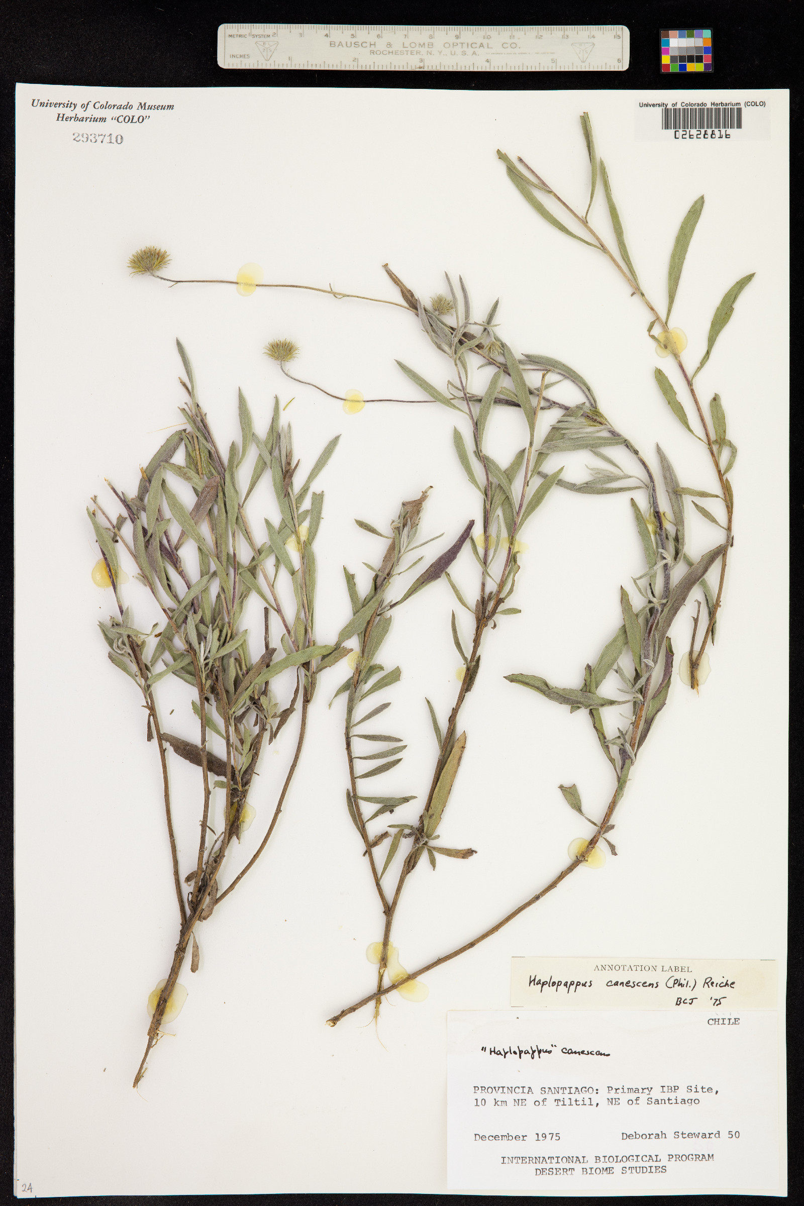 Haplopappus canescens image