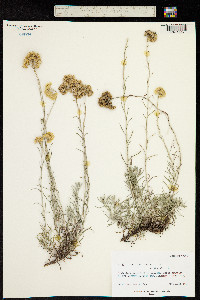 Helichrysum stoechas image