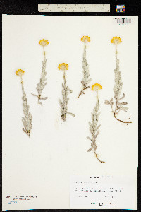 Helichrysum scorpioides image