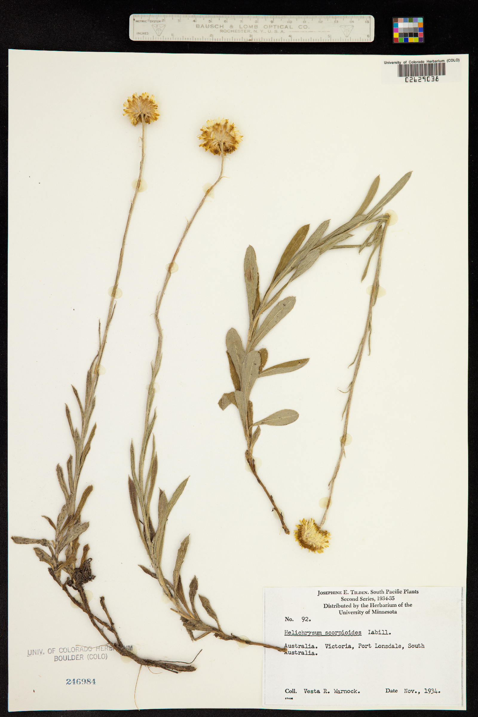 Helichrysum scorpioides image