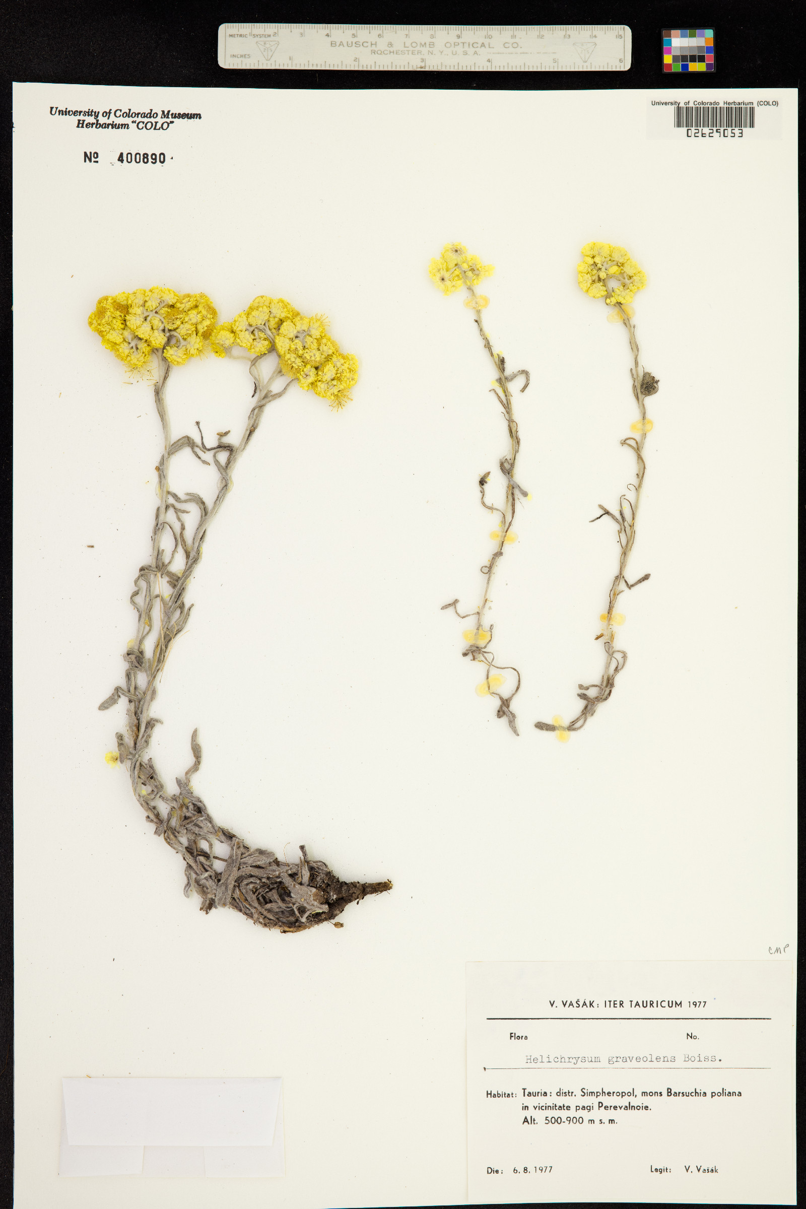 Helichrysum graveolens image